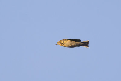 Graspieper / Meadow Pipit, september 2014