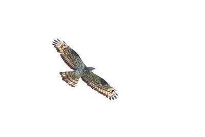 Wespendief / Honey Buzzard, adult male, mei 2012