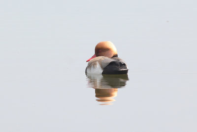 Krooneend / Red-crested Pochard, mei 2014