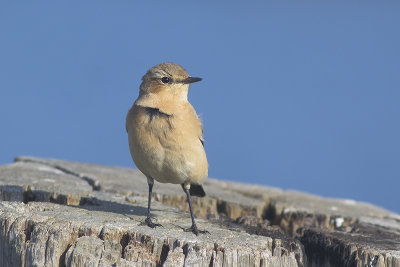 Tapuit / Northern Wheatear, oktober 2014