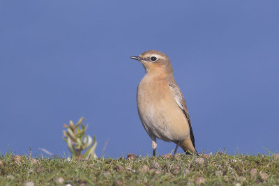 Tapuit / Northern Wheatear, oktober 2014