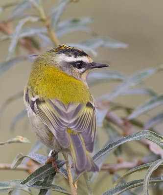 Vuurgoudhaantje / Firecrest, oktober 2014