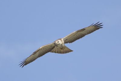 Buizerd / Common Buzzard, oktober 2014