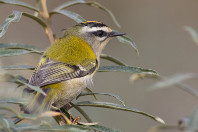 Vuurgoudhaantje / Firecrest, oktober 2014