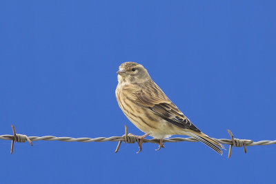 Kneu / Linnet, oktober 2014