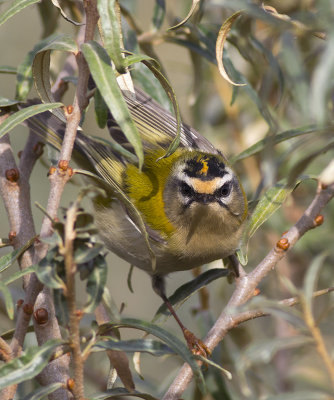 Vuurgoudhaantje / Firecrest, oktober 2014