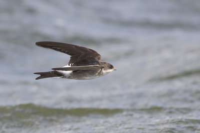 Huiszwaluw / House Martin, juvenile, augustus 2014