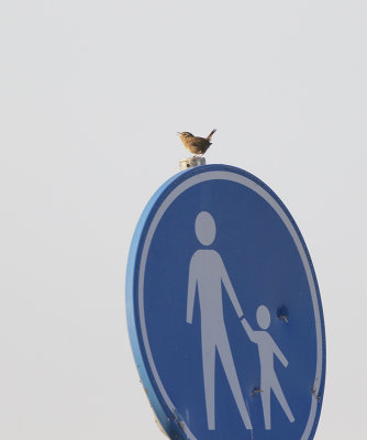 Winterkoning / Wren, juni 2014