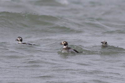 IJseenden / Long-tailed Ducks, februari 2014