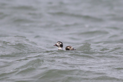 IJseend / Long-tailed Duck, februari 2014
