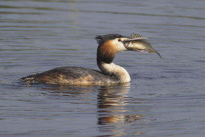Fuut / Great Crested Grebe, april 2014