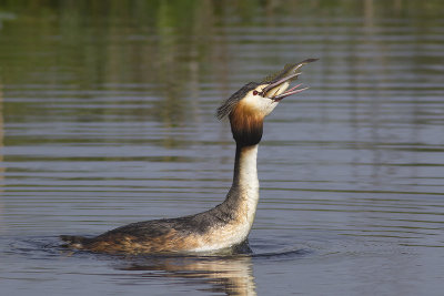 Fuut / Great Crested Grebe, april 2014