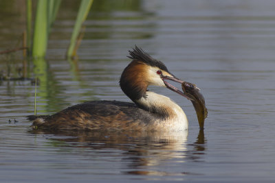 Fuut / Great Crested Grebe, april 2014