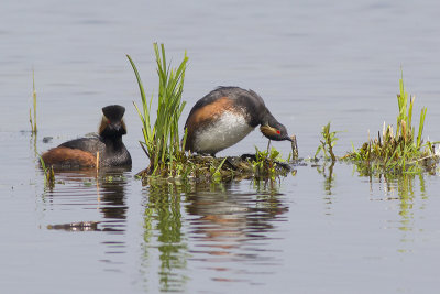 Geoorde Fuut / Black-necked Grebe, april 2014