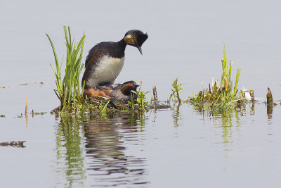 Geoorde Fuut / Black-necked Grebe, april 2014