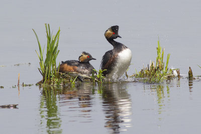 Geoorde Fuut / Black-necked Grebe, april 2014