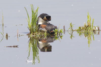 Geoorde Fuut / Black-necked Grebe, april 2014