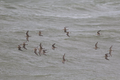 Bonte Strandlopers, op trek / Dunlins, migrating, oktober 2014
