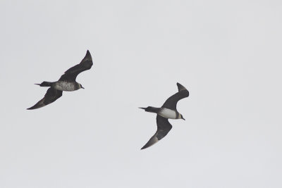 Kleine Jagers op trek / Parasitic Jaegers, migrating, oktober 2014