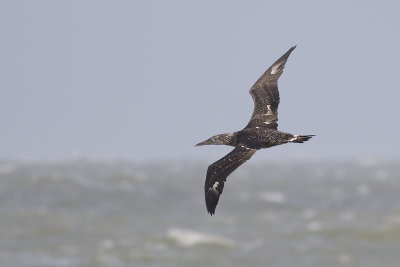 Jan van Gent, op trek / Northern Gannet, migrating, oktober 2014