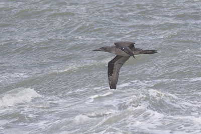 Jan van Gent, op trek / Northern Gannet, migrating, oktober 2014
