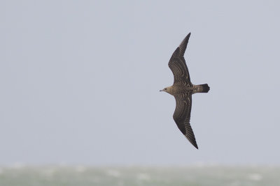 Middelste Jager, op trek / Pomarine Skua, migrating, oktober 2014