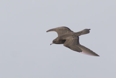 Zeetrek langs Westkapelle / sea bird migration along Westkapelle - October 2014