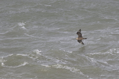 Middelste Jager, op trek / Pomarine Skua, migrating, oktober 2014