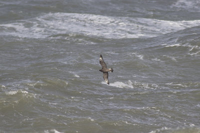 Middelste Jager, op trek / Pomarine Skua, migrating, oktober 2014