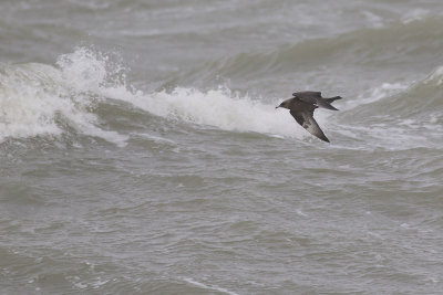 Middelste Jager, op trek / Pomarine Skua, migrating, oktober 2014