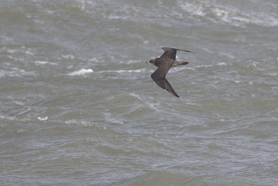 Middelste Jager, op trek / Pomarine Skua, migrating, oktober 2014