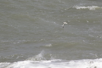 Noordse Pijstormvogel, op trek / Manx Shearwater, migrating, oktober 2014