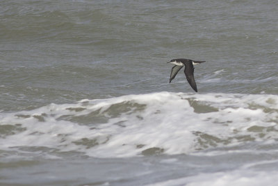 Noordse Pijstormvogel, op trek / Manx Shearwater, migrating, oktober 2014