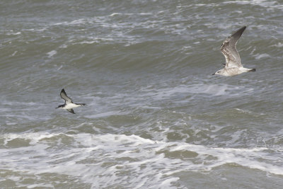 Noordse Pijstormvogel, op trek / Manx Shearwater, migrating, oktober 2014
