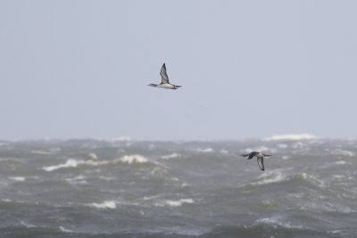 Roodkeelduikers, op trek / Red-throated Divers, migrating, oktober 2014