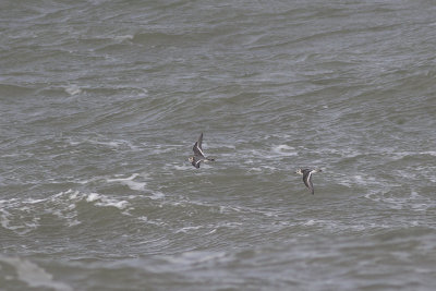 Rosse Franjepoten, op trek / Grey Phalaropes, migrating, oktober 2014