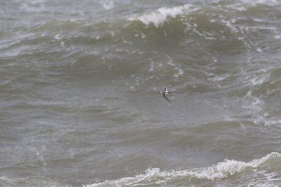 Rosse Franjepoot, op trek / Grey Phalarope, migrating, oktober 2014