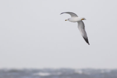 Geelpootmeeuw, op trek / Yellow-legged Gull, migrating, oktober 2014