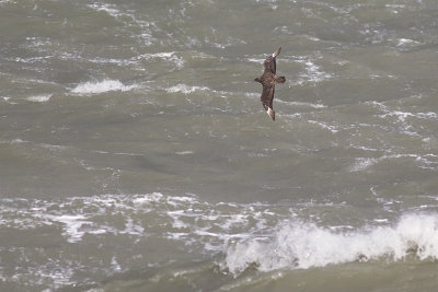 Grote Jager, op trek / Great Skua, migrating, oktober 2014
