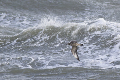 Middelste Jager, op trek / Pomarine Skua, migrating, oktober 2014