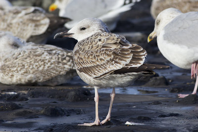 Pontische Meeuw / Caspian Gull, oktober 2014