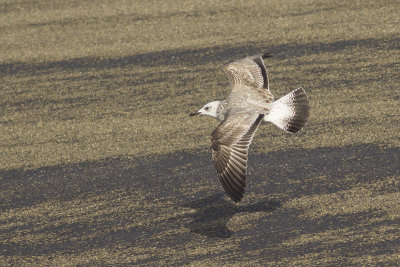 Pontische Meeuw / Caspian Gull, oktober 2014