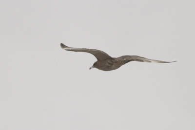 Middelste Jager, op trek / Pomarine Skua, migrating, oktober 2014