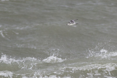Rosse Franjepoot, op trek / Grey Phalarope, migrating, oktober 2014