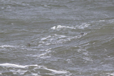 Rosse Franjepoten, op trek / Grey Phalaropes, migrating, oktober 2014