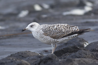 Geelpootmeeuw / Yellow-legged Gull, oktober 2014