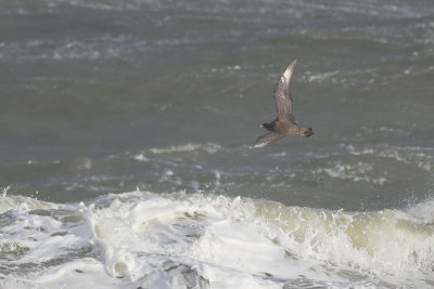 Middelste Jager, op trek / Pomarine Skua, migrating, oktober 2014