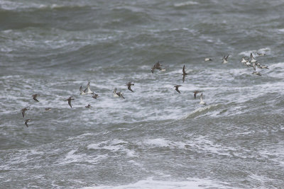 Bonte Strandlopers, op trek / Dunlins, migrating, oktober 2014