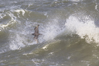 Middelste Jager, op trek / Pomarine Skua, migrating, oktober 2014