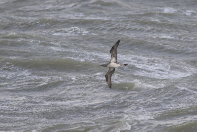 Jan van Gent, op trek / Northern Gannet, migrating, oktober 2014